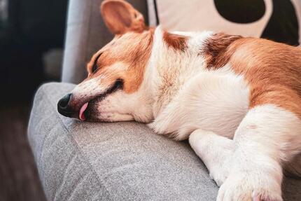 Haus Oer-Erkenschwick Erkenschwick - 5 Zimmer, 136 m&sup2;, 1.800&euro; | Angebot:26664293