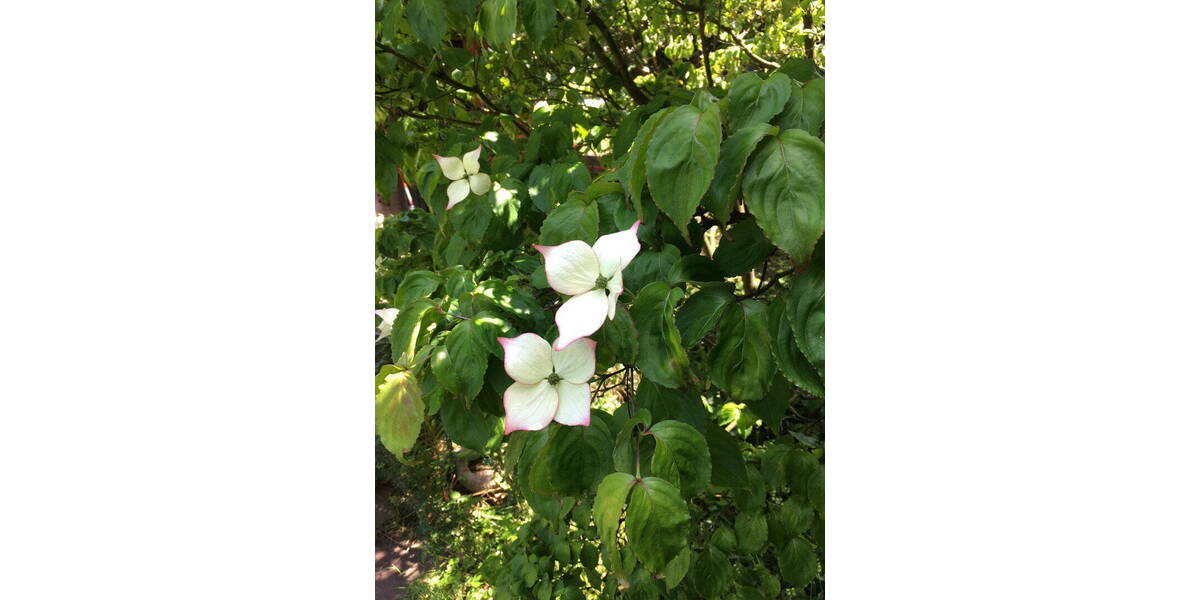 Etagenwohnung Essen Altenessen-Nord - 3 Zimmer, 101 m&sup2;, 290.000&euro; | Angebot:26070426