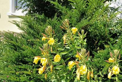 Wohnung Witten Heven - 2.5 Zimmer, 57 m&sup2;, 595&euro; | Angebot:24705668