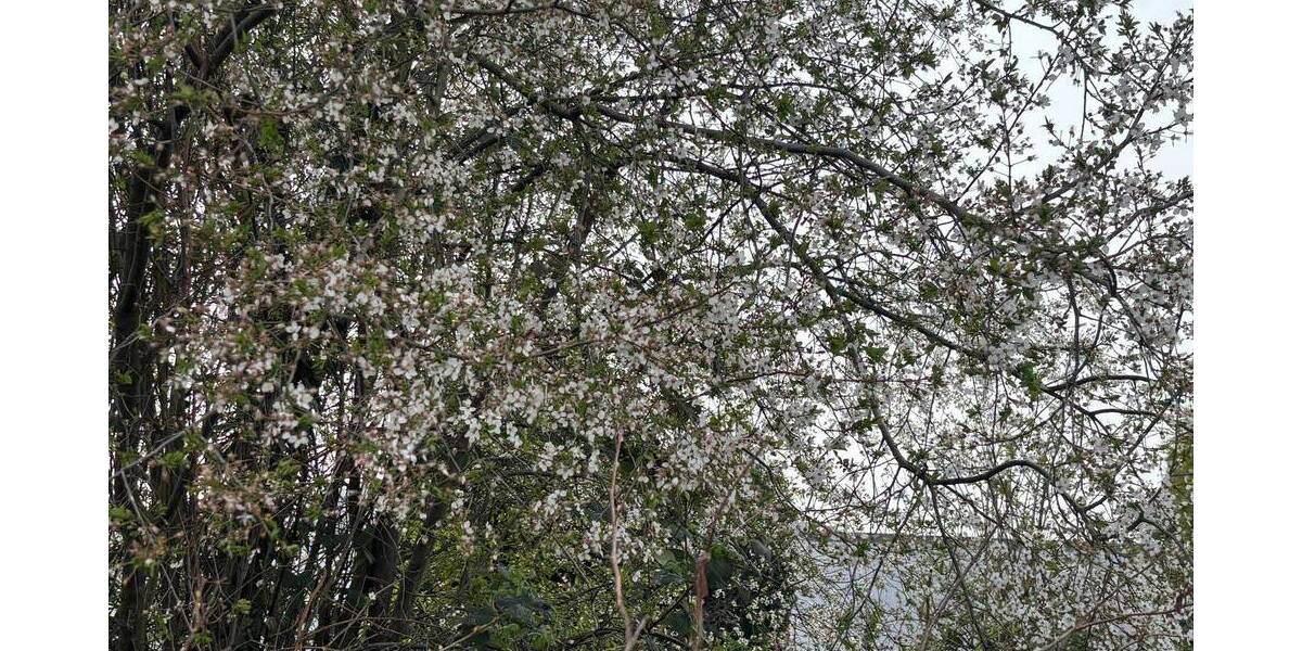 Grundstück Castrop-Rauxel Behringhausen - 224.000&euro; | Angebot:26156345