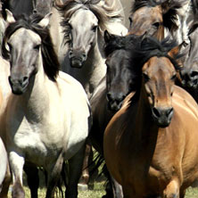 Wildpferdefang 2026 30.05.2026 Wildpferdebahn Dülmen