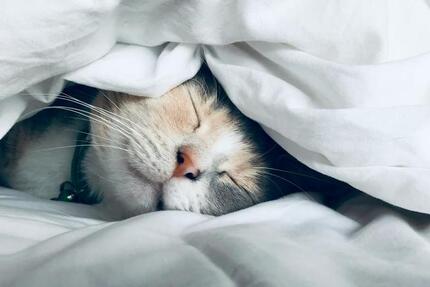 Haus Bochum Eppendorf - 4 Zimmer, 155 m&sup2;, 2.300&euro; | Angebot:24629826