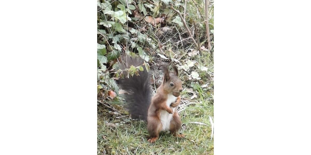 Einfamilienhaus Olfen - 3 Zimmer, 40 m&sup2;, 138.000&euro; | Angebot:26045237