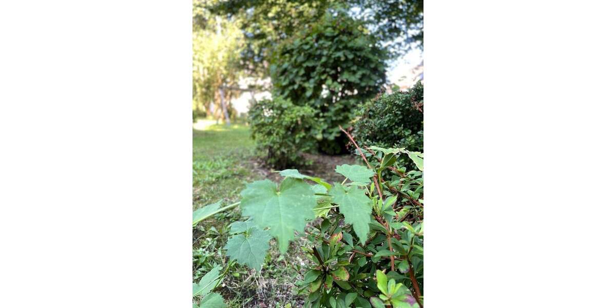 Etagenwohnung Essen Bedingrade - 3 Zimmer, 73 m&sup2;, 640&euro; | Angebot:25662718